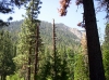 Dead Trees.jpg