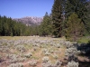 Sagebrush.jpg