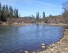 American River 2.jpg